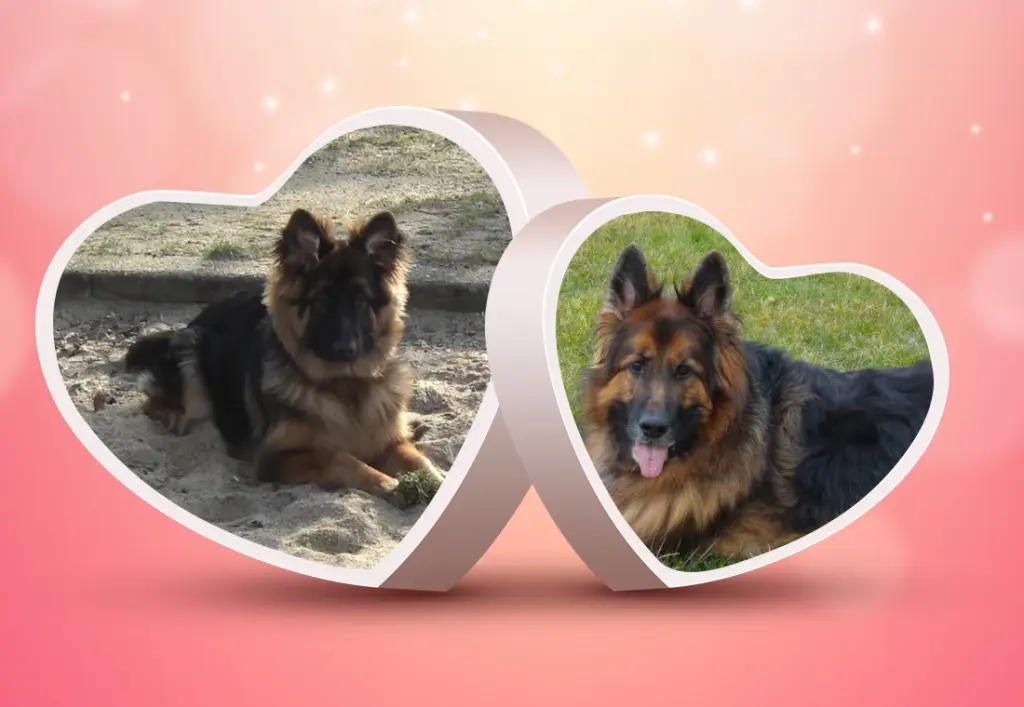 Condolence image of Dzień Dobry Misieńku❤️❤️❤️