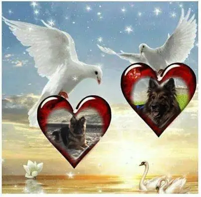 Condolence image of Dzień Dobry mój Ukochany❤️❤️❤️Misieńku❤️❤️❤️