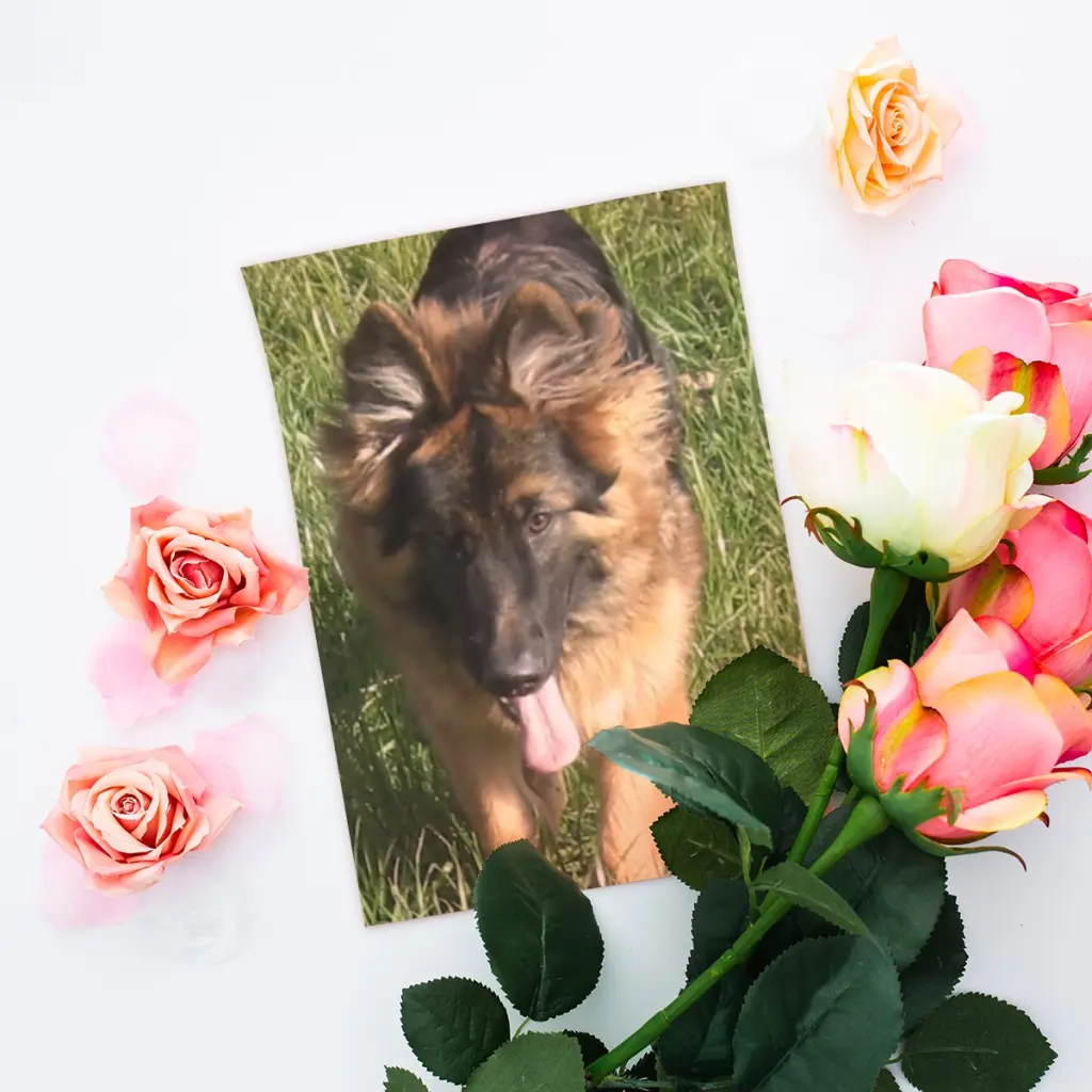 Condolence image of Dzień Dobry mój Ukochany❤️❤️❤️Misieńku❤️❤️❤️