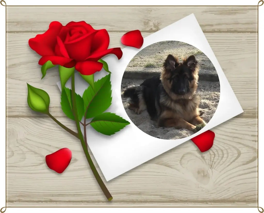 Condolence image of Dzień Dobry mój Ukochany❤️❤️❤️Misieńku❤️❤️❤️