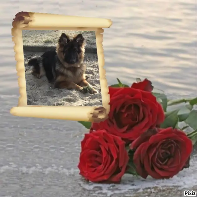 Condolence image of Mój Misiulek❤❤❤
