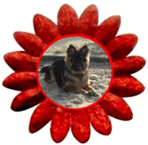 Condolence image of Mój Misiulek❤❤❤