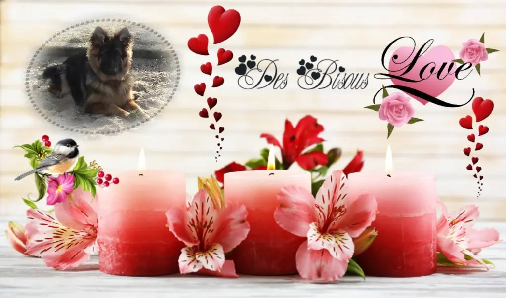 Condolence image of Mój Misiulek❤❤❤