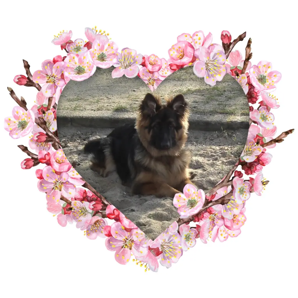 Condolence image of Mój Misiulek❤❤❤