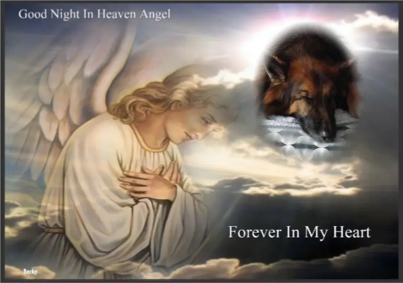 Condolence image of Dobrej Nocki Ukochany Misieńku❤️❤️❤️