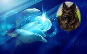 Condolence image of Mój Misiulek❤❤❤