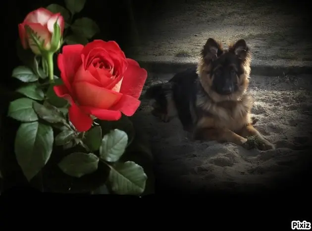 Condolence image of Dobrej Nocki Ukochany Misieńku❤️❤️❤️