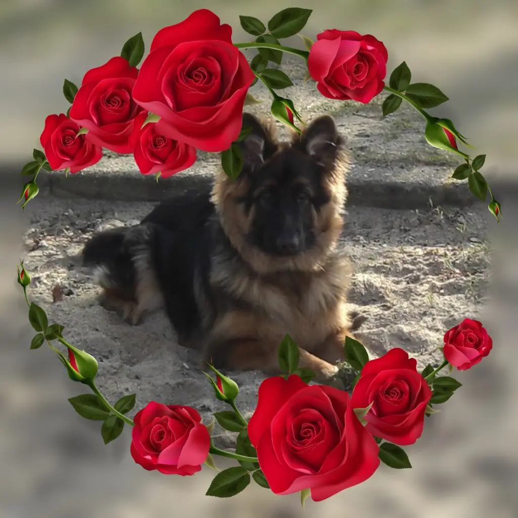 Condolence image of Mój Misiulek❤❤❤