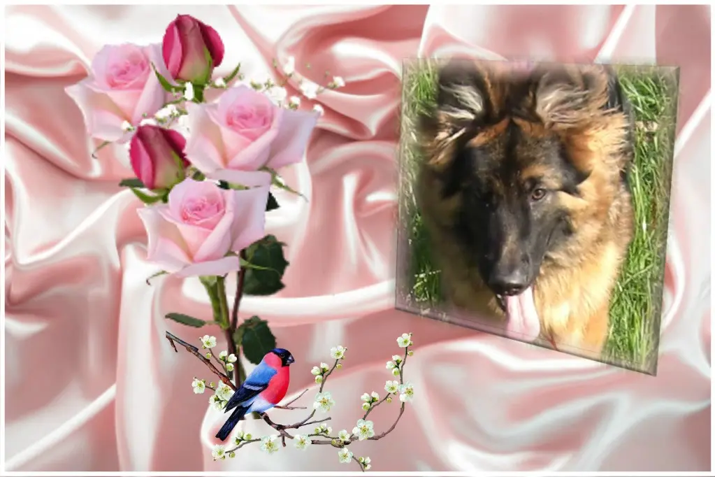 Condolence image of Dzień Dobry mój Ukochany❤️❤️❤️Misieńku❤️❤️❤️