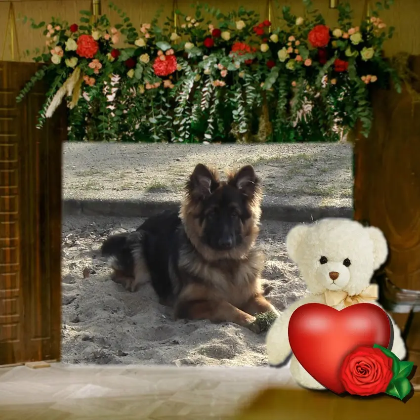 Condolence image of Mój Misiulek❤❤❤