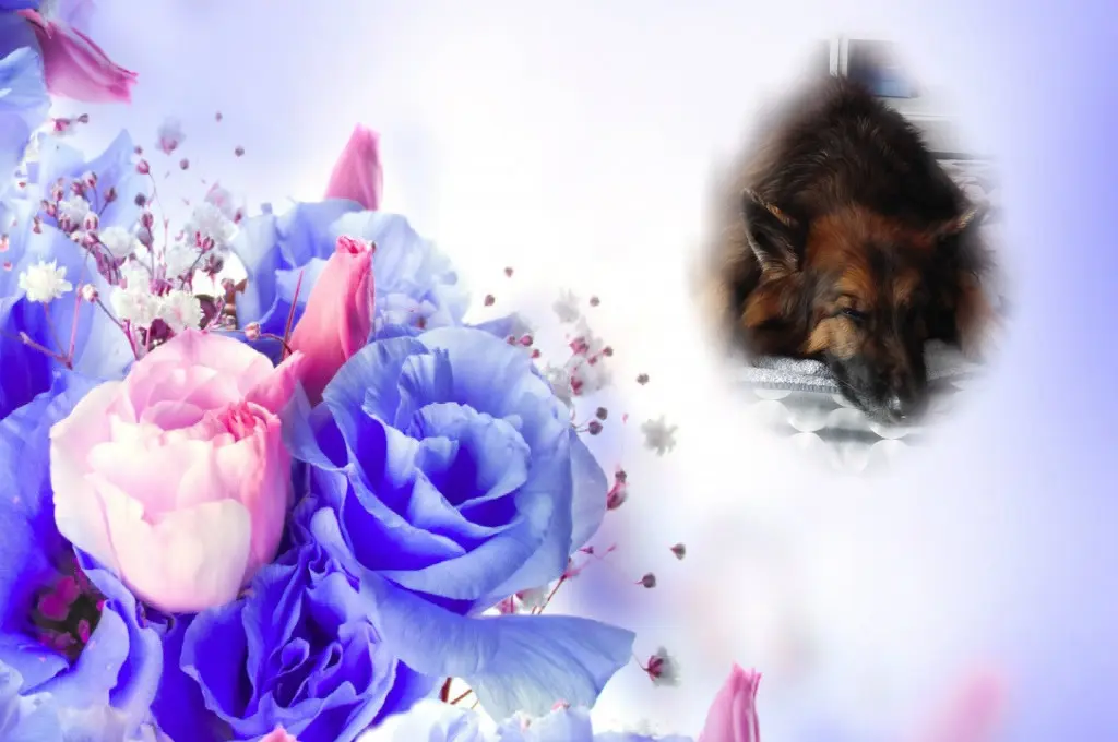 Condolence image of Dobrej Nocki Ukochany Misieńku❤️❤️❤️