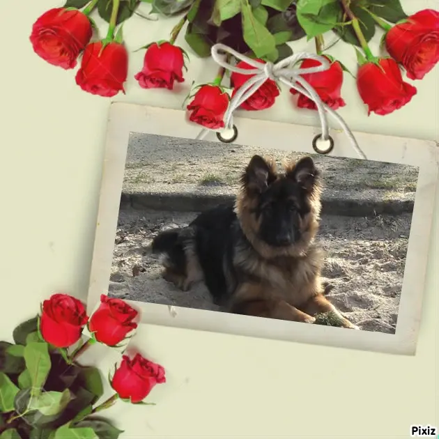 Condolence image of Dzień Dobry mój Ukochany❤️❤️❤️Misieńku❤️❤️❤️