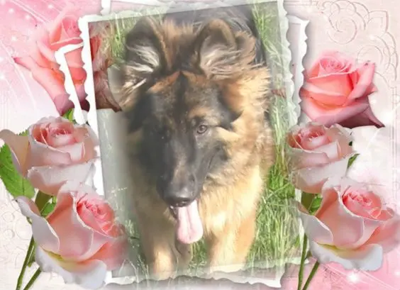 Condolence image of Dzień Dobry mój Ukochany❤️❤️❤️Misieńku❤️❤️❤️