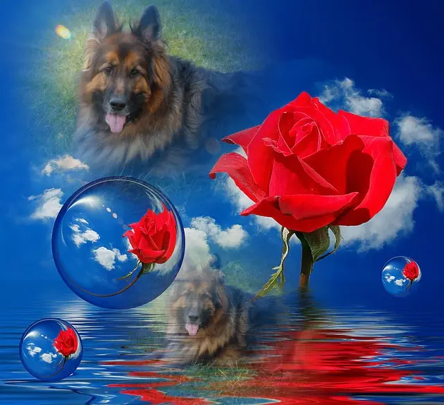 Condolence image of Kochany❤️❤️❤️Misiu❤️❤️❤️