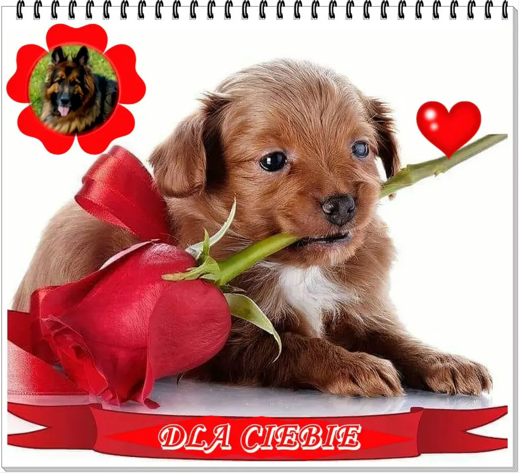 Condolence image of ❤️❤️❤️❤️❤️❤️❤️❤️❤️❤️❤️❤️❤️❤️❤️
