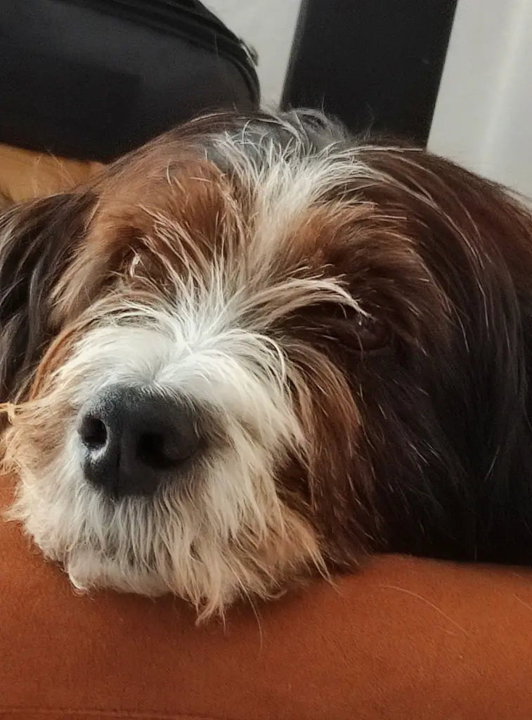 Bild von Idefix