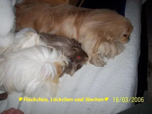 Image from ? meine geliebten Tiere ?