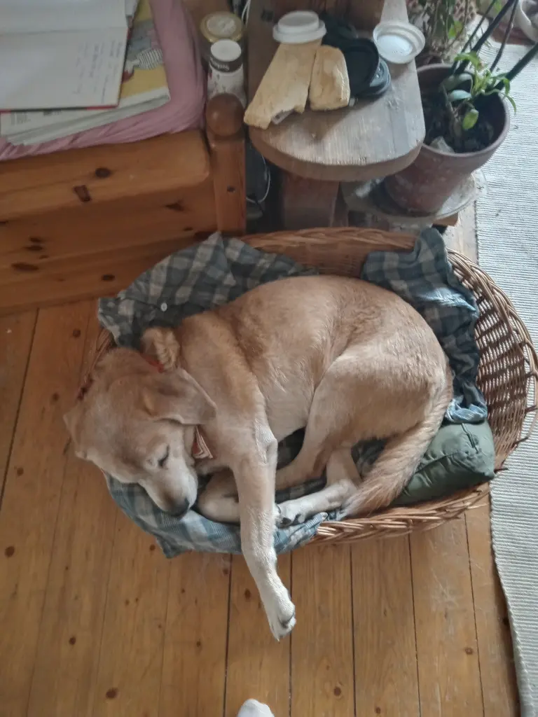 Bild von Lucky