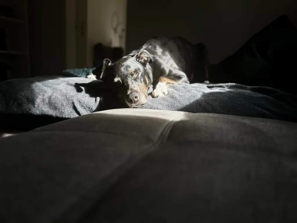 Image from Shadow