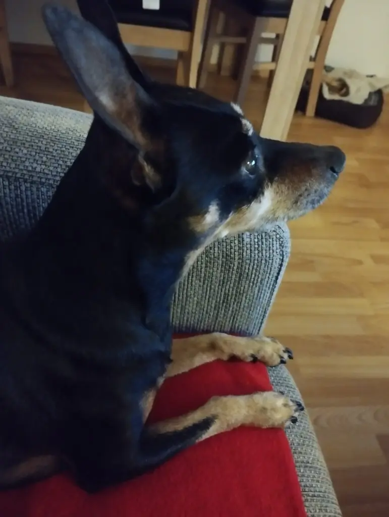 Image from Thaddäus