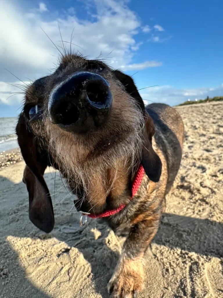 Image from Linus