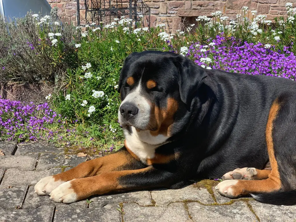 Condolence image of Björn