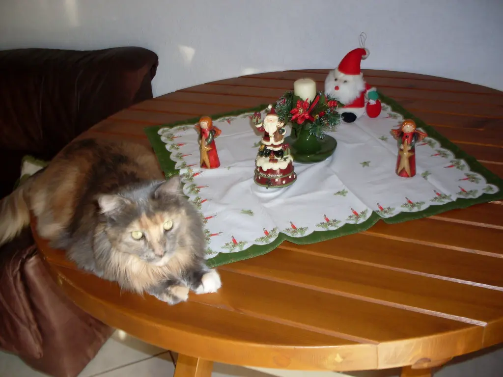 Weihnachtskatze