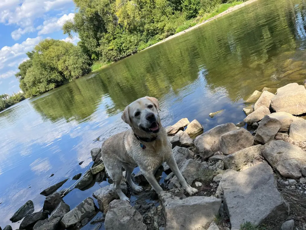 Dein geliebter Neckar