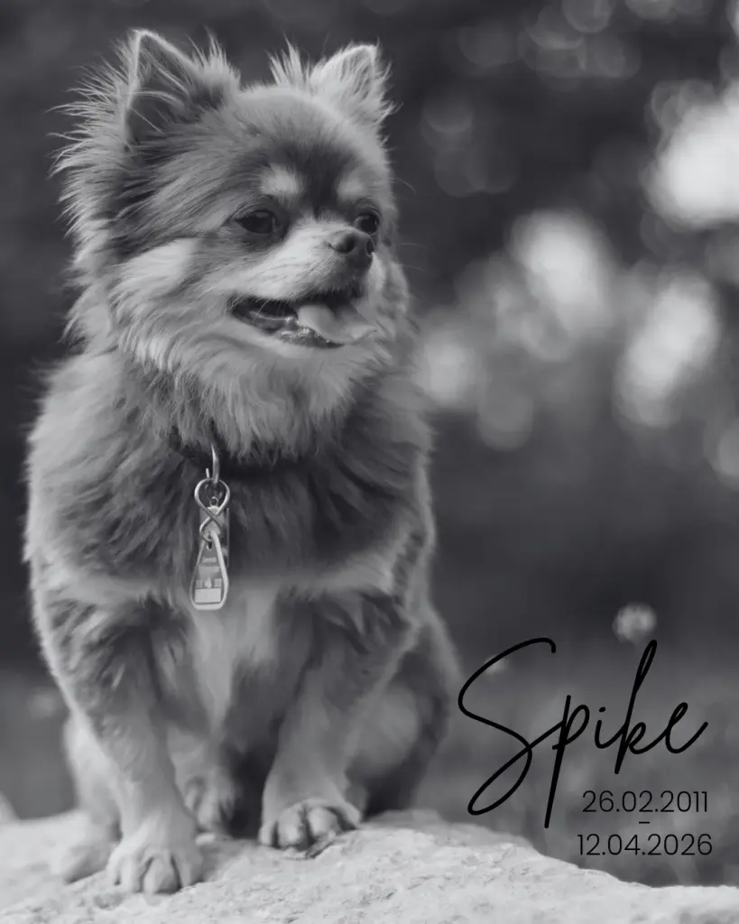 Image from Spike