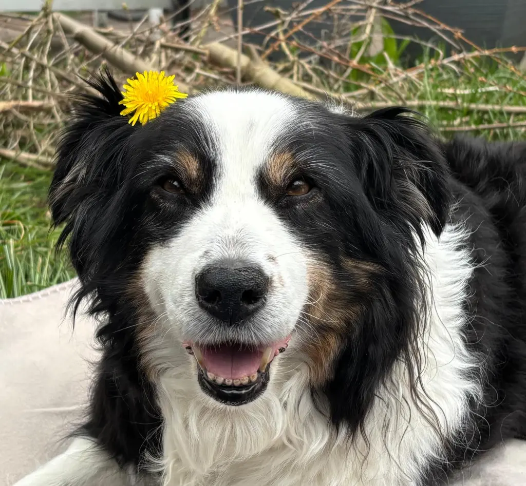 Bild von Stella