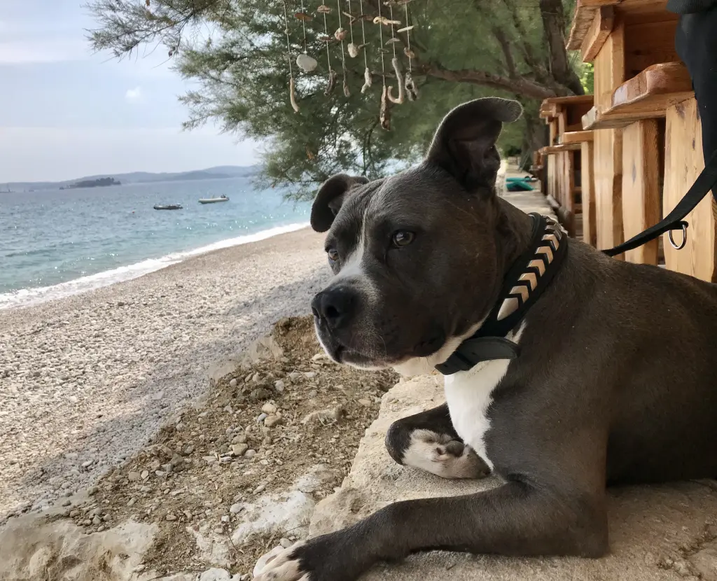 Image from Balu