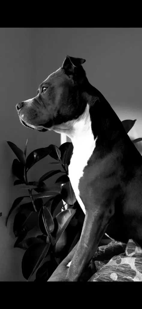 Image from Balu