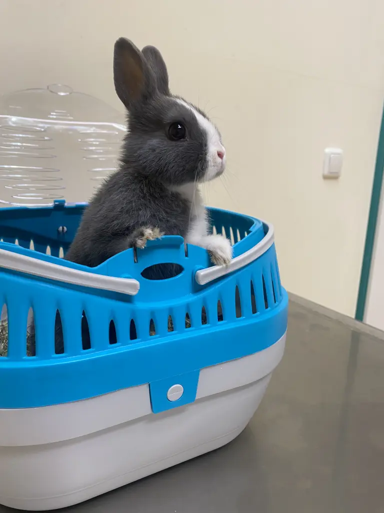 Daisy’s first vet appointment.