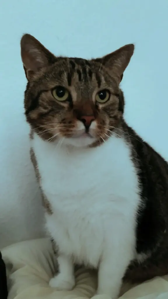 Image from Avocato