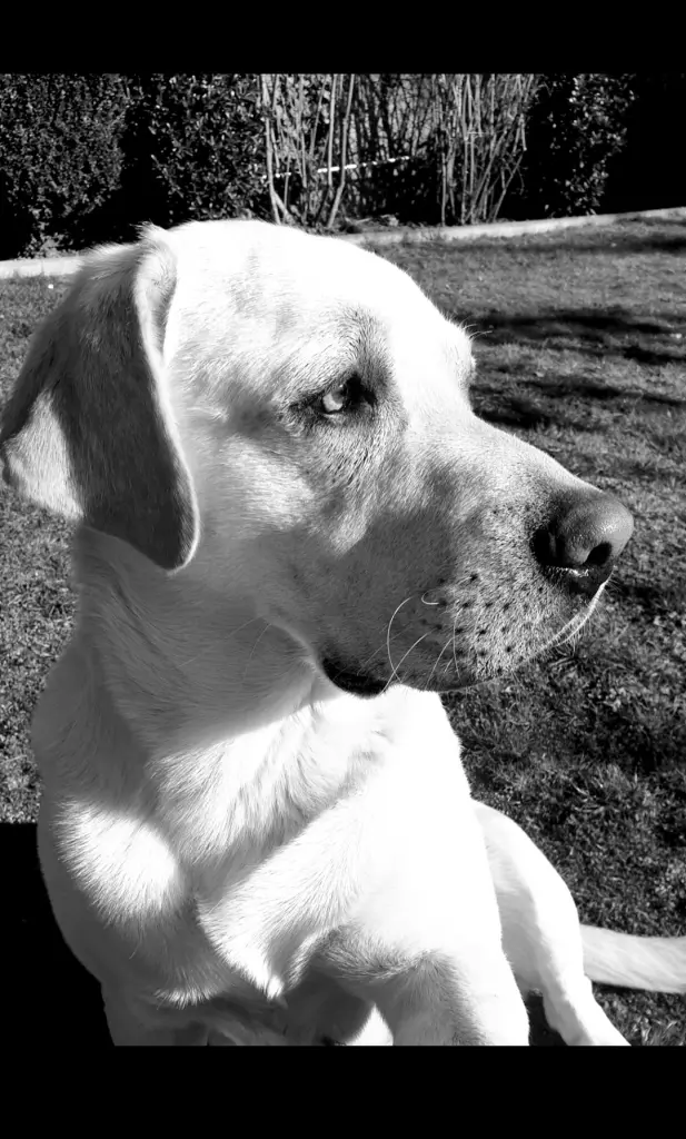 Bild von Lenny