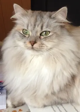 Condolence image of Milena