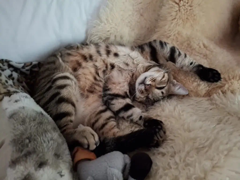 Bild von Oskar