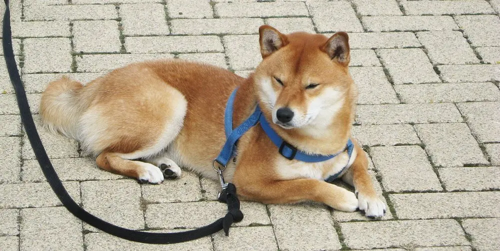 Image from Shinji