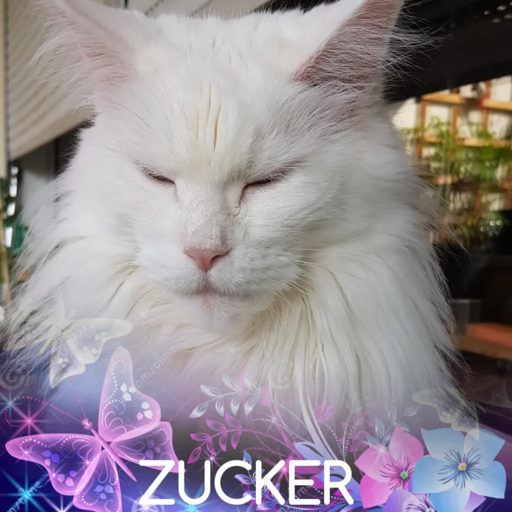 Image from SUGAR