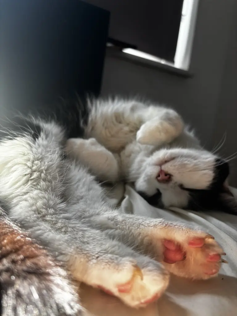 Image from Beans
