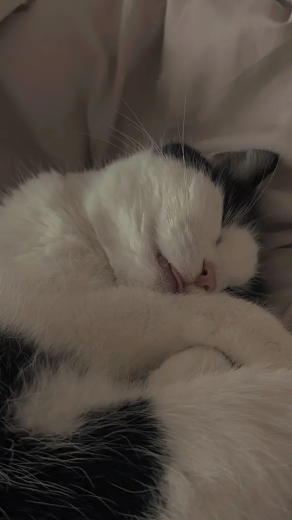 Image from Beans