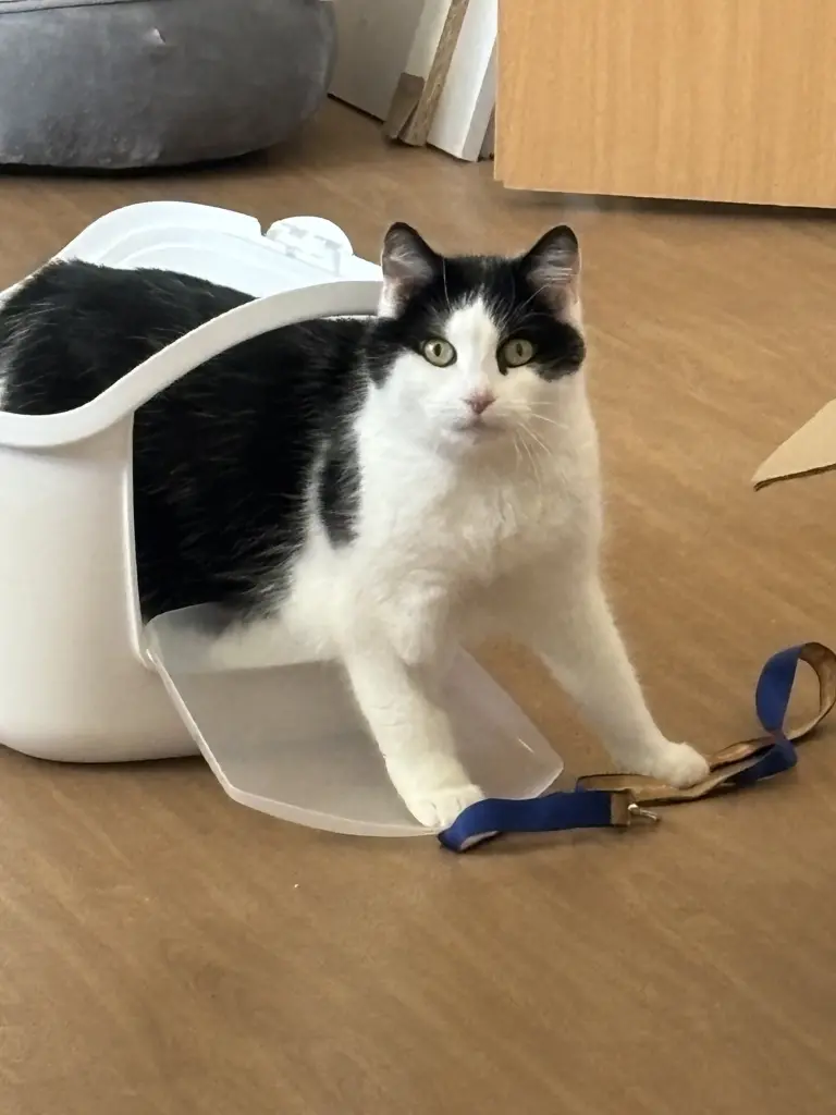 Image from Beans