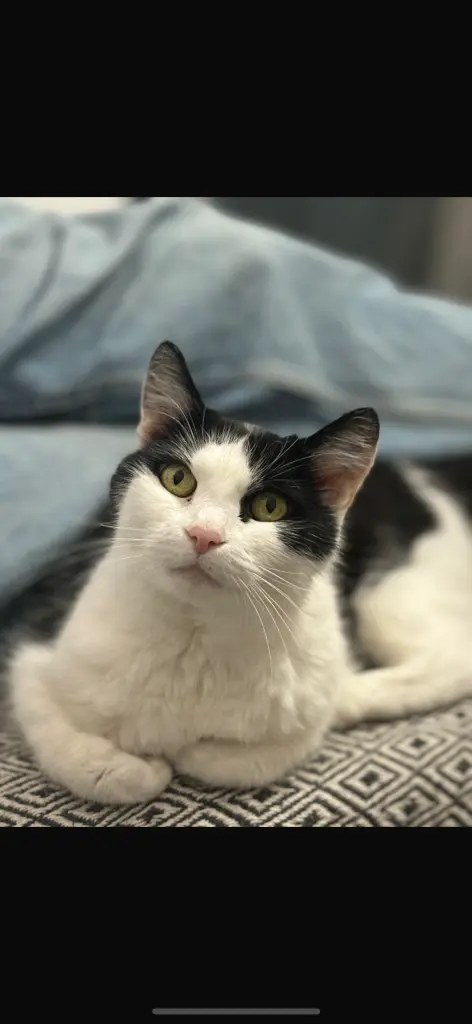 Image from Beans
