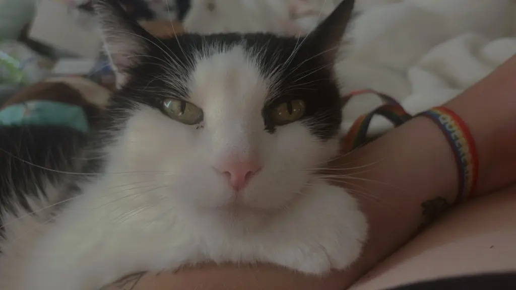 Image from Beans