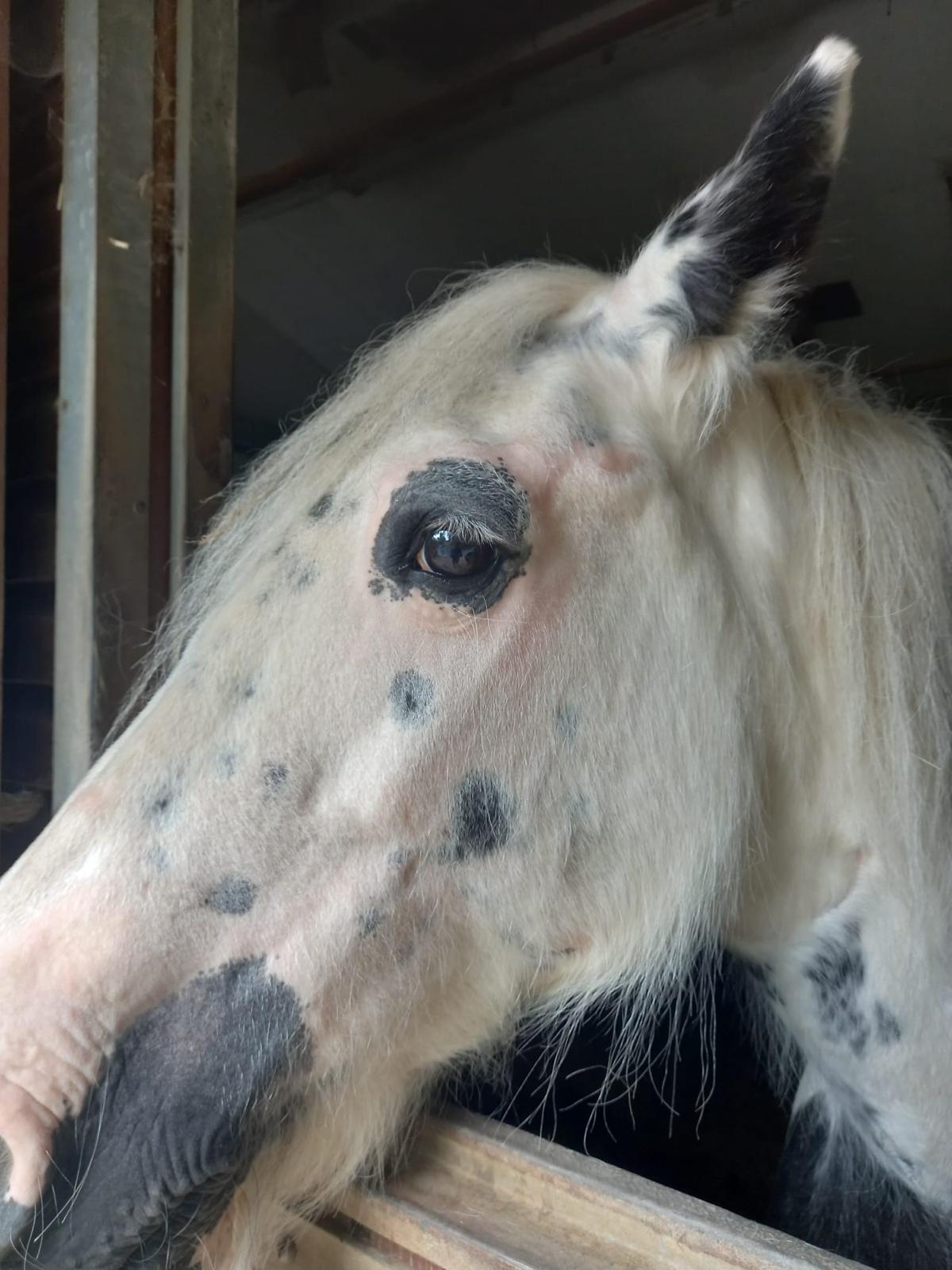Image from Showtime