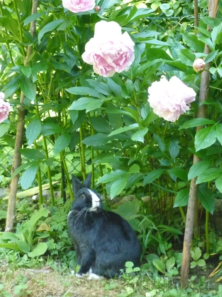 Condolence image of Drina mit Jasper im Herzen