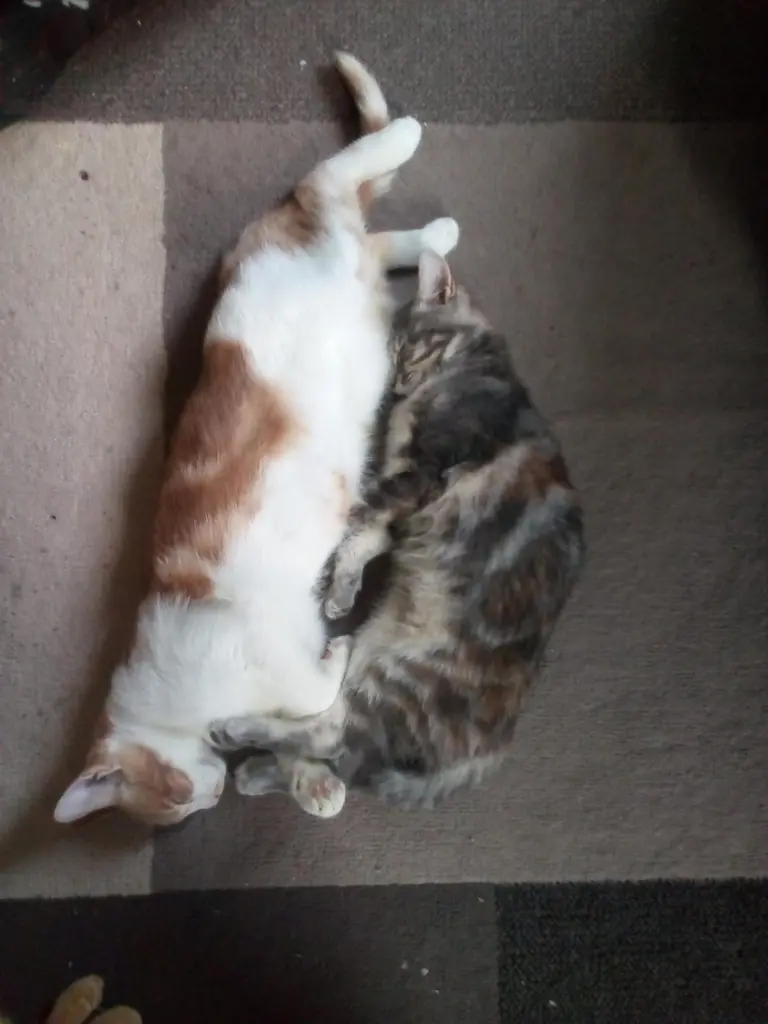 Mochi und Mini