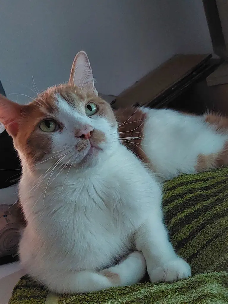 Bild von Mochi
