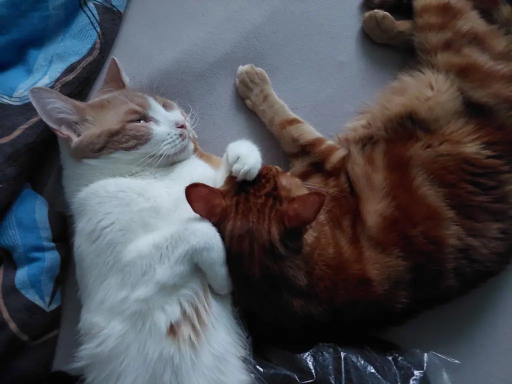 Mochi und Keki