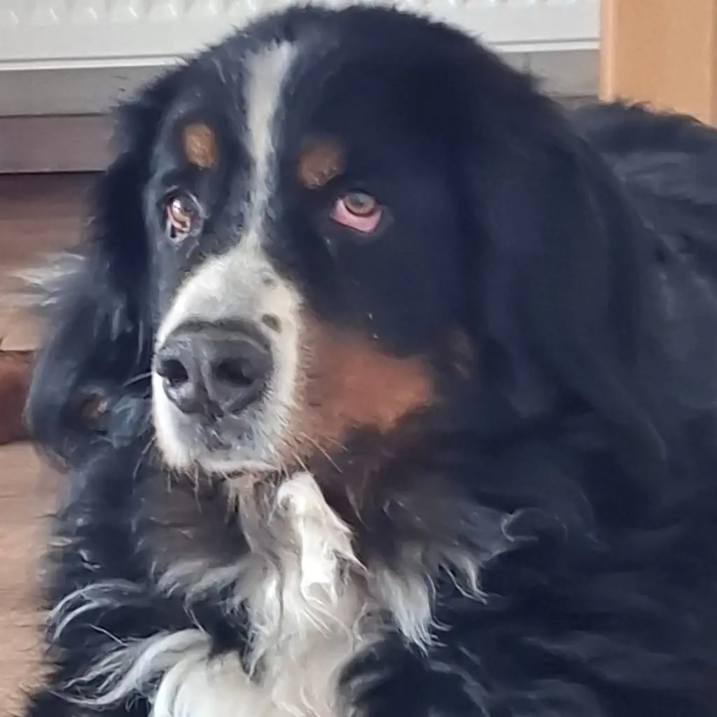 Bild von Buddy